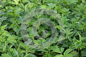 Top view on young shoots of nettle. Natural green grass background. Stinging nettle in nature