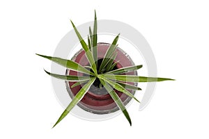 Top view of young Spider Plant or Chlorophytum bichetii Backer plant is growing in pot isolated on white background.