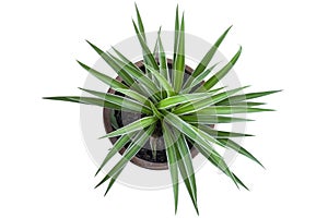 Top view of young Spider Plant or Chlorophytum bichetii Karrer Backer plant is growing in brown pot isolated on white background