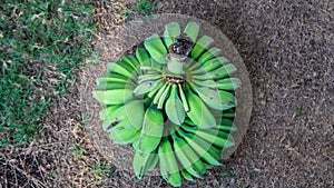 Top view of young unripe green of Saba banana or Pisang Nipah on the ground photo