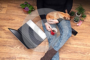 Top view of a young woman with a computer on her lap with small dog