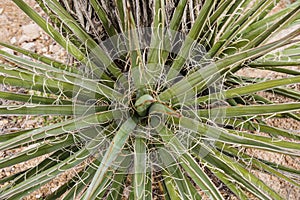 Top view of Yucca brevifolia tree in Joshua Tree National Park in California