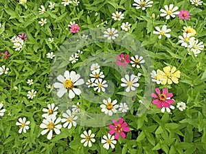 Top view of Zinnia flowers plant background. White and green backgrounds of zinnia flower plants. Floral natural pattern