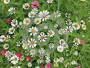 Top view of Zinnia flowers plant background. White and green backgrounds of zinnia flower plants. Floral natural pattern