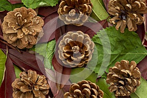 top viewe pine cones