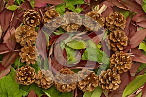 Top viewe pine cones