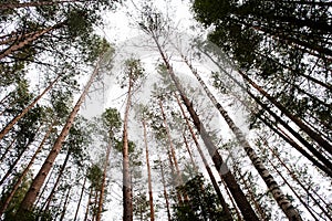 Top views of large pine trees on Carpathian mountains forest