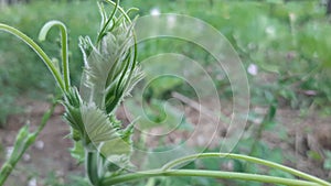 the top of the watermelon plant in the garden