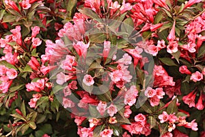 Top Weigela bush with dark leaves with pink blossoms.