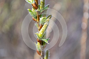 The top of the Willow shoot Salix udensis with female inflorescences and blooming leaves