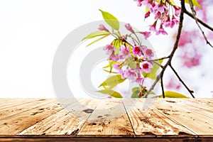 Pink cherry blossom flower sakura on sky background in spring season.