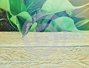 Top wooden floor with nature green blur background.Flower pollen, bright sunlight, tropical trees Large leaves, clear fibers