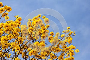 Branches of a yellow flowering ipe tree.