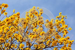 Branches of a yellow flowering ipe tree.