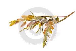 Top young branch of Thai Copper Pod or Senna siamea tree isolated on white