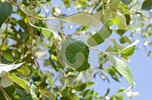The Top of the Ziziphus Mauritiana Leaf