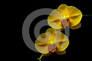 Topaz yellow color phalaenopsis orchids against black background