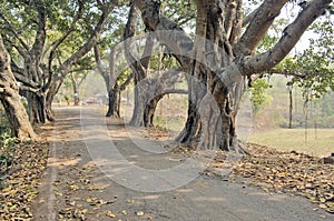 Topchachi forest dhanbad photo