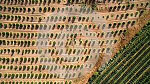 A topdown view of a farm reveals a gridlike pattern of perfectly aligned rows where evenly spaced holes in the soil mark