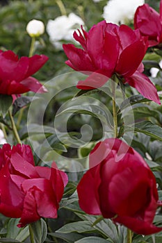 Topeka Garnet dark red single flower peony lactiflora in summer garden