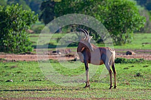 Topi