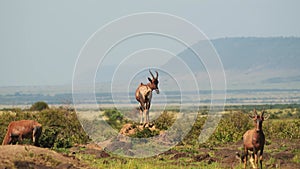 Topi, Africa Wildlife of Kenya Animal in Beautiful Landscape Scenery in Masai Mara, African Safari S