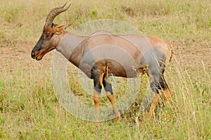 Topi, and African antelope