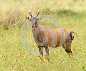 Topi, an African antelope