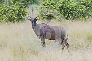 Topi in African bush