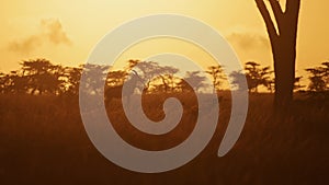 Topi in African Wildlife in Maasai Mara National Reserve at sunset with bright orange glow, Kenya, A