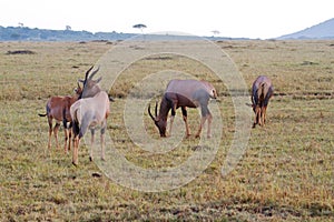 Topi animals on grassy plain