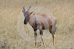 Topi antelope.