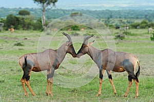 Topi Antelope