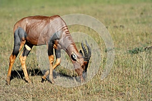 Topi Antelope