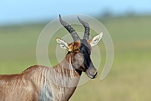 Topi antelope