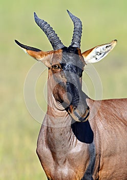 Topi antelope