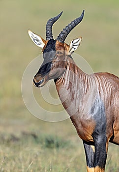 Topi antelope