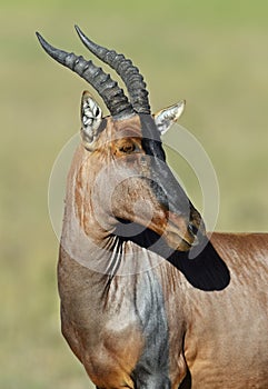 Topi antelope