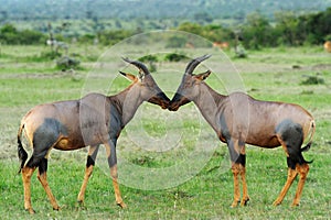 Topi Antelope