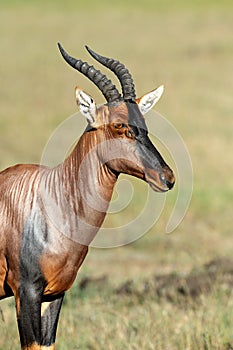 Topi Antelope