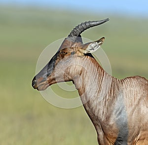 Topi antelope