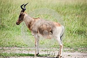 Topi antelope