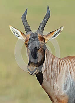 Topi antelope