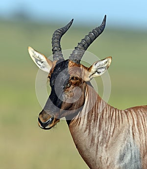 Topi antelope