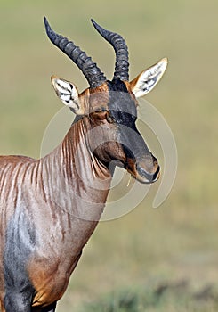 Topi antelope