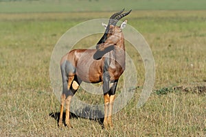 Topi Antelope