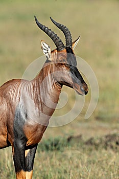 Topi Antelope