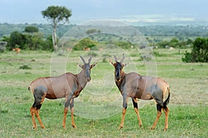 Topi Antelope