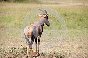 Topi antelope