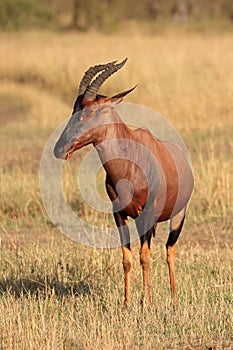 Topi antelope